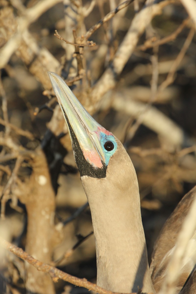 Red-footed Booby - ML643340483