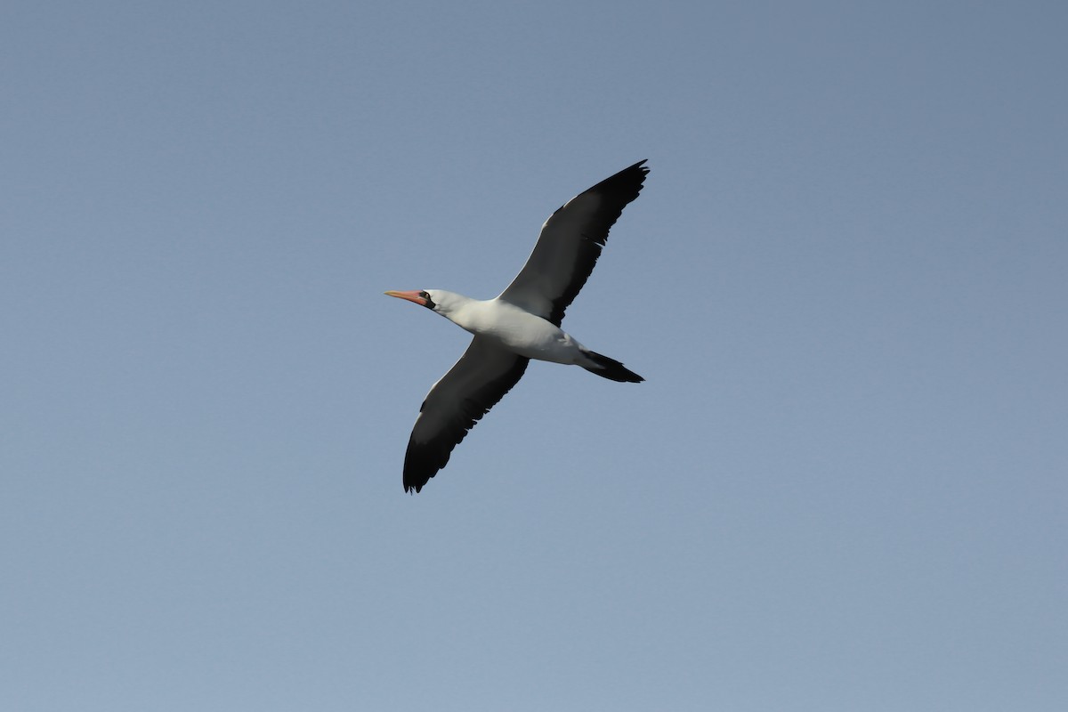 Nazca Booby - ML643340493
