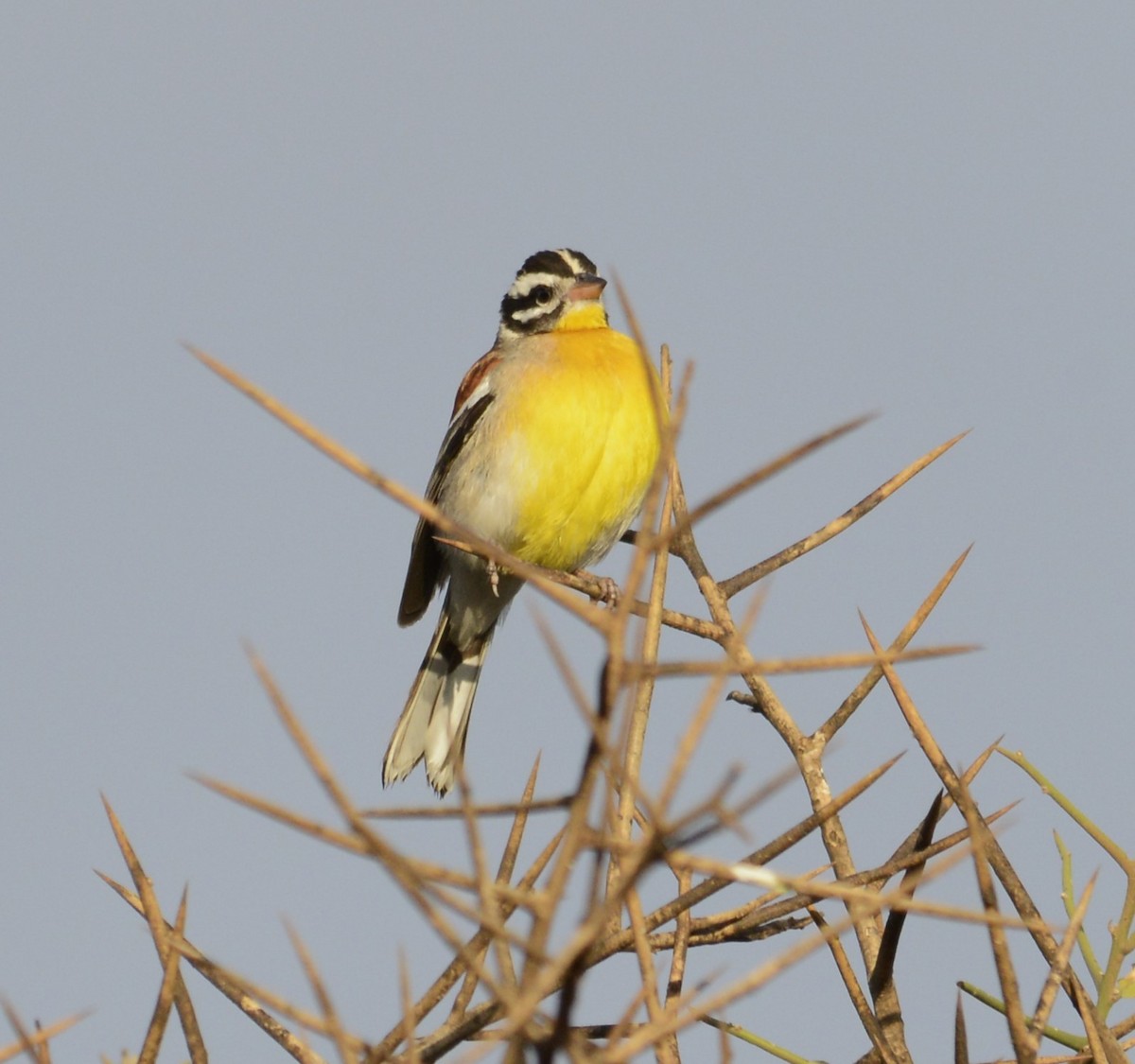 Golden-breasted Bunting - ML643340495
