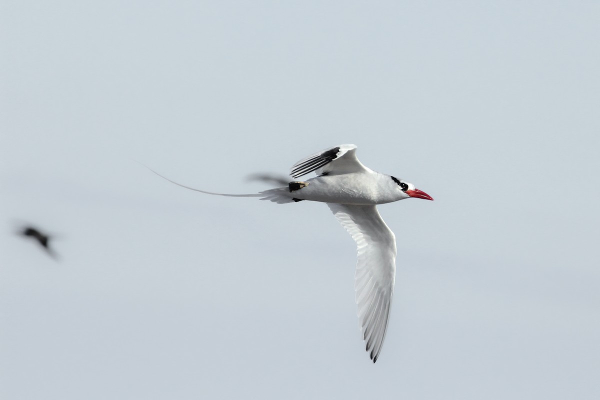 Red-billed Tropicbird - ML643340496