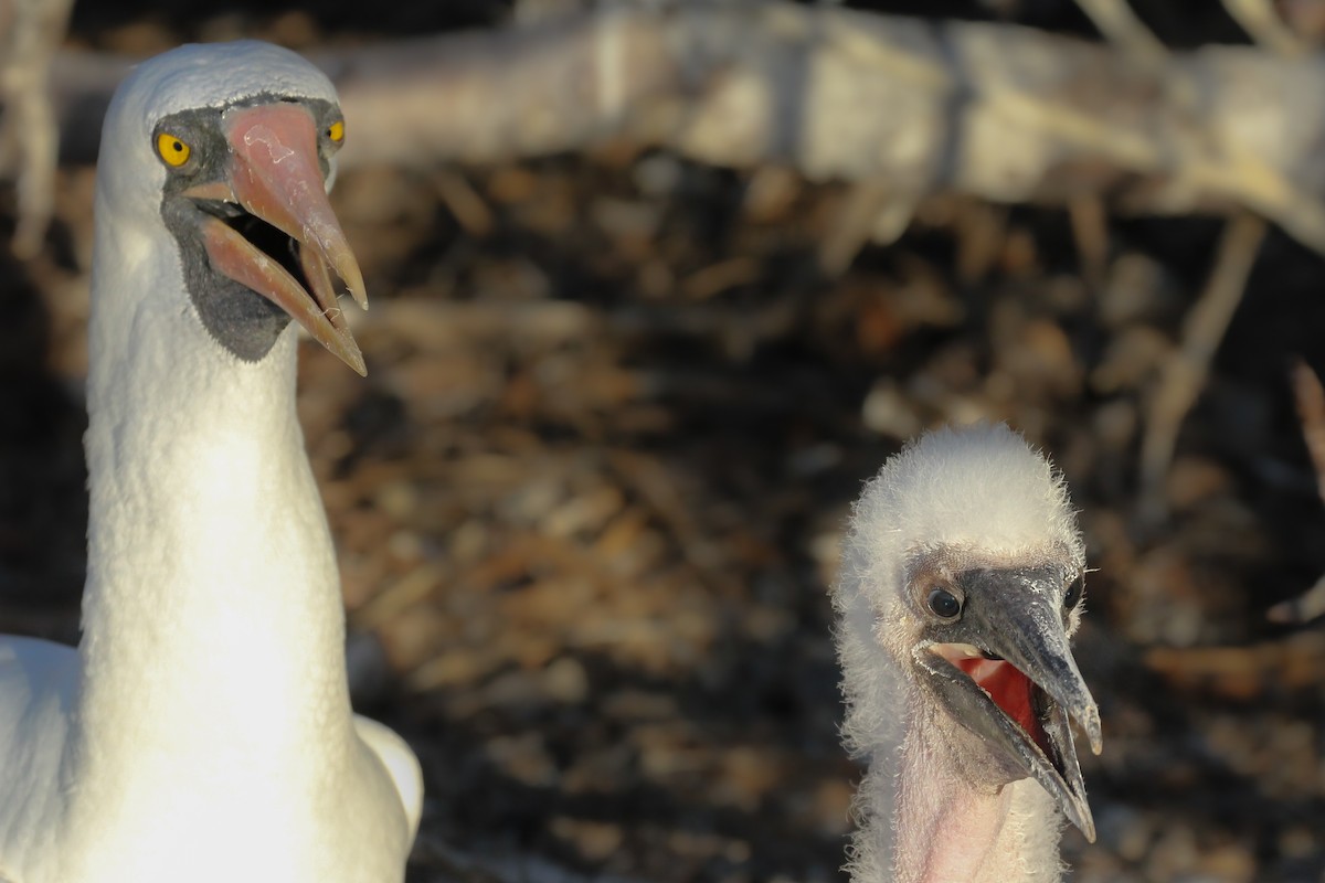 Nazca Booby - ML643340501