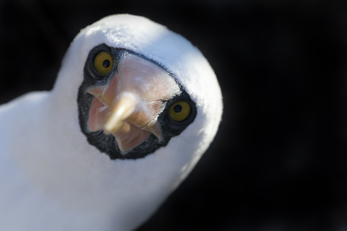 Nazca Booby - ML643340506