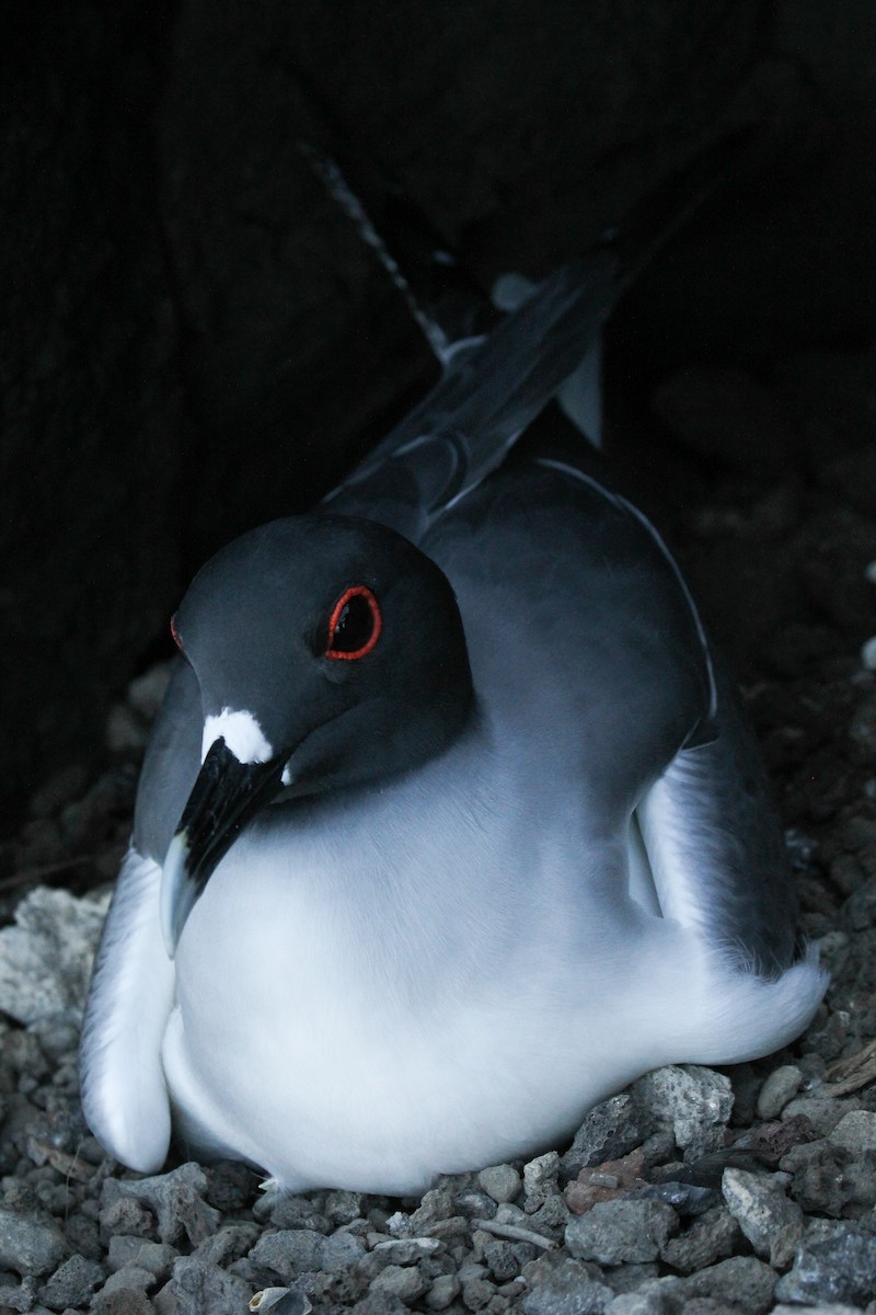 Swallow-tailed Gull - ML643340507