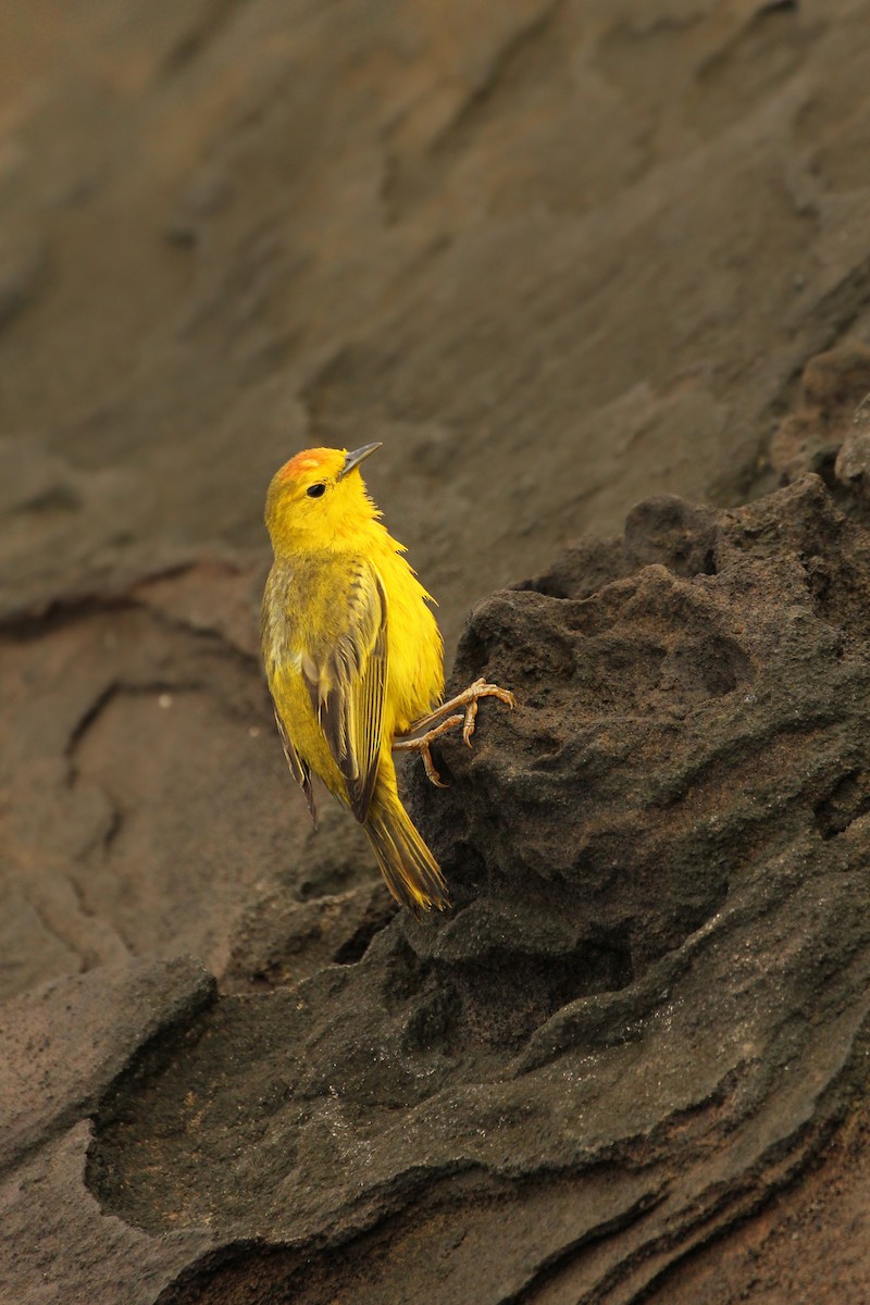 Yellow Warbler - ML643340519
