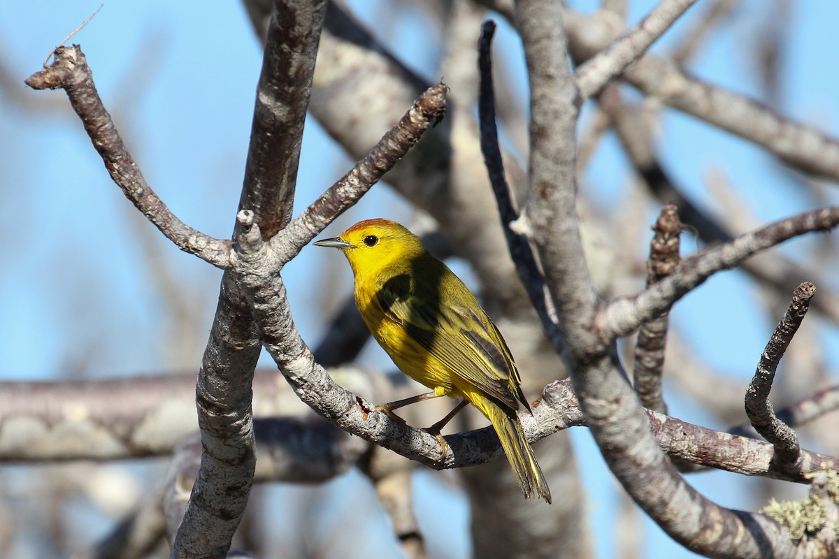 Yellow Warbler - ML643340520