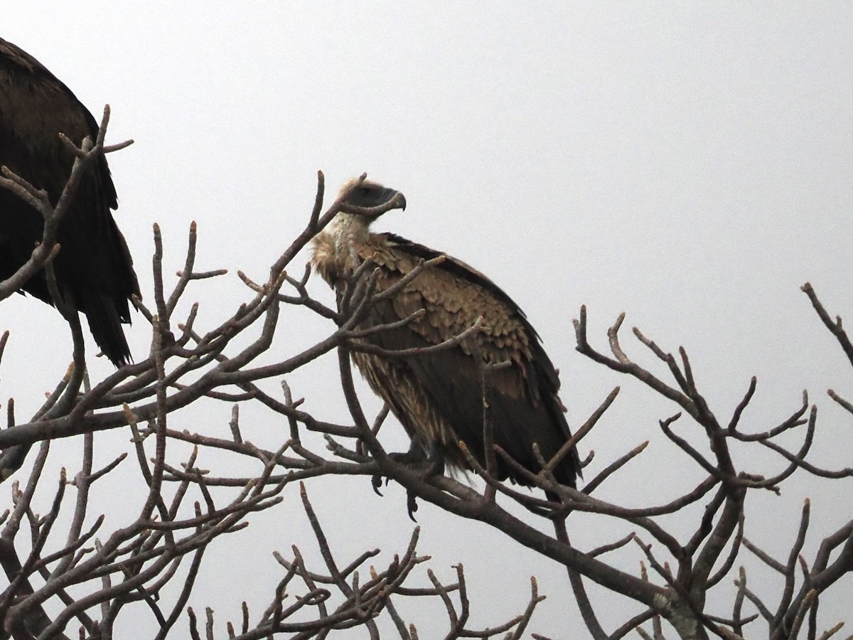 White-backed Vulture - ML643340521