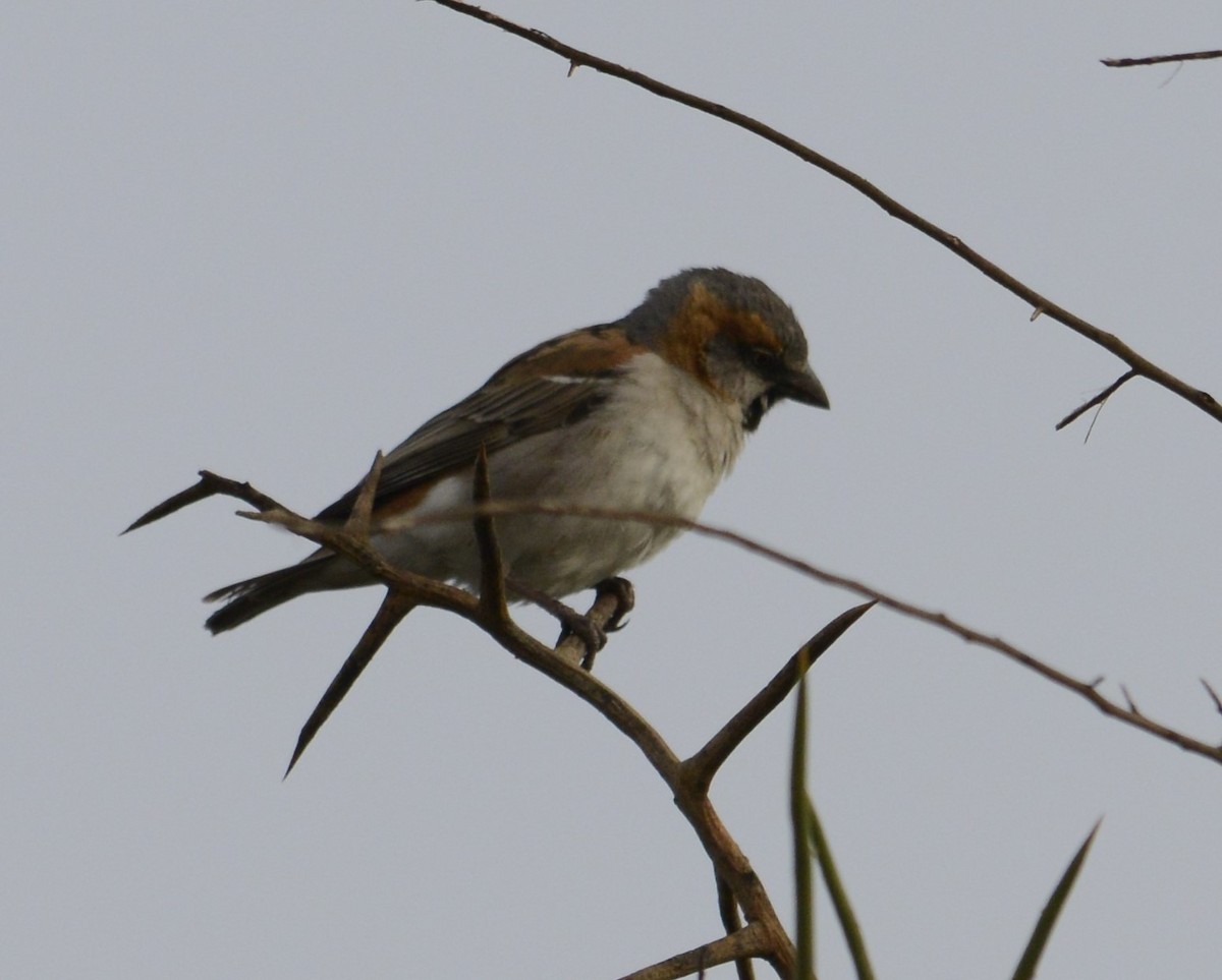 Kenya Rufous Sparrow - ML643340535