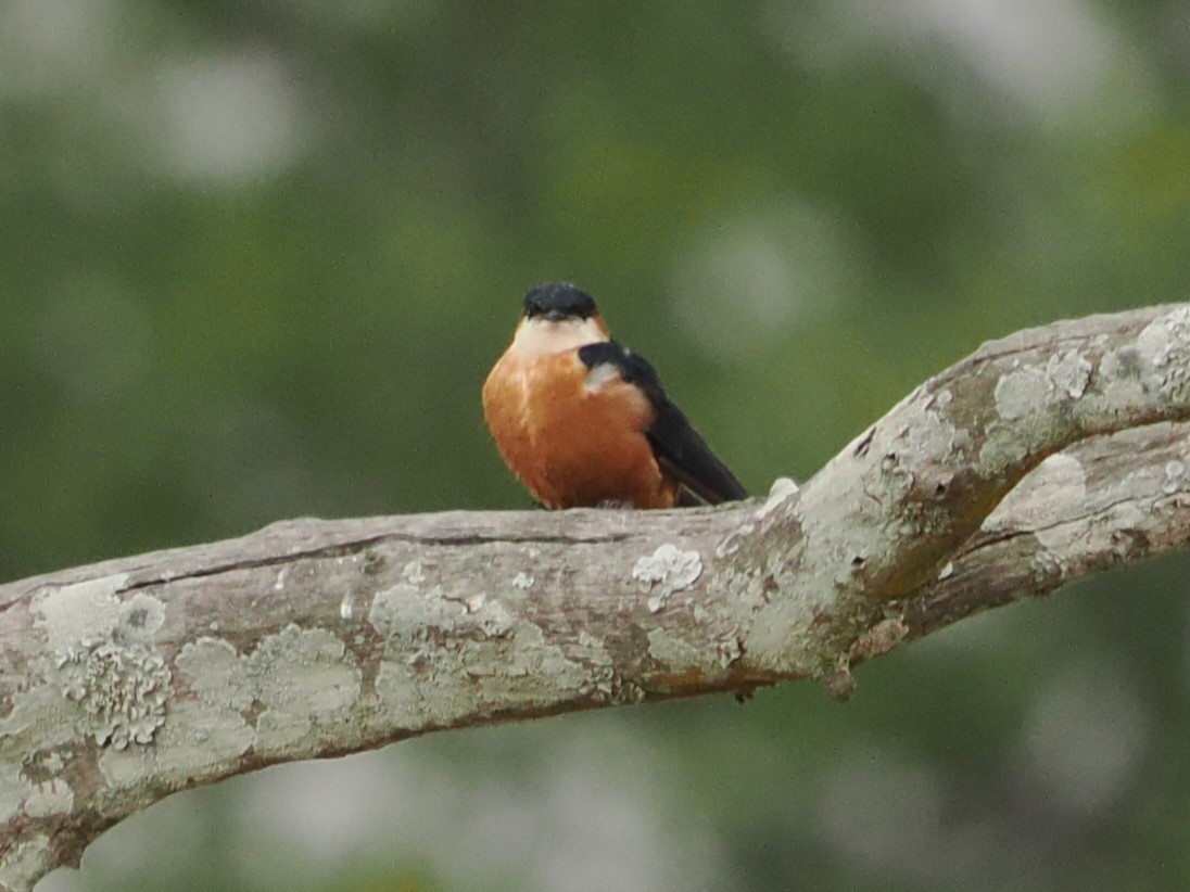 Mosque Swallow - ML643340536