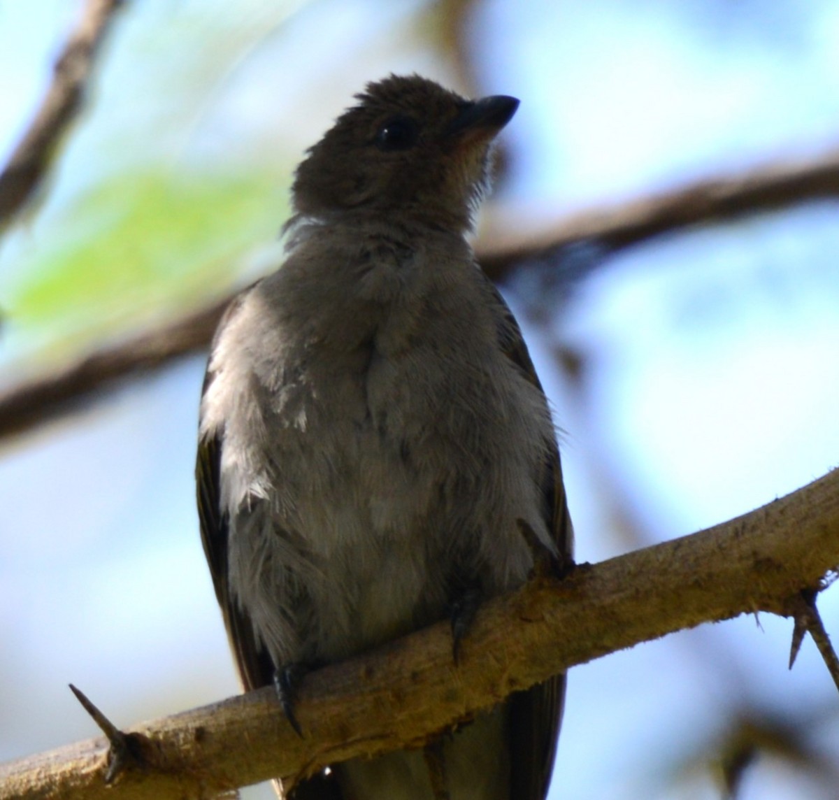Lesser Honeyguide - ML643340539