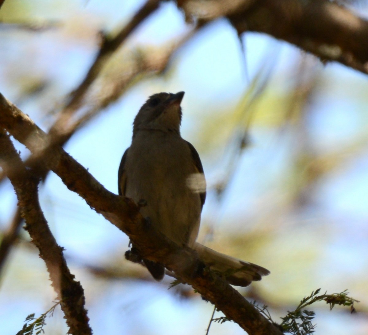 Lesser Honeyguide - ML643340540