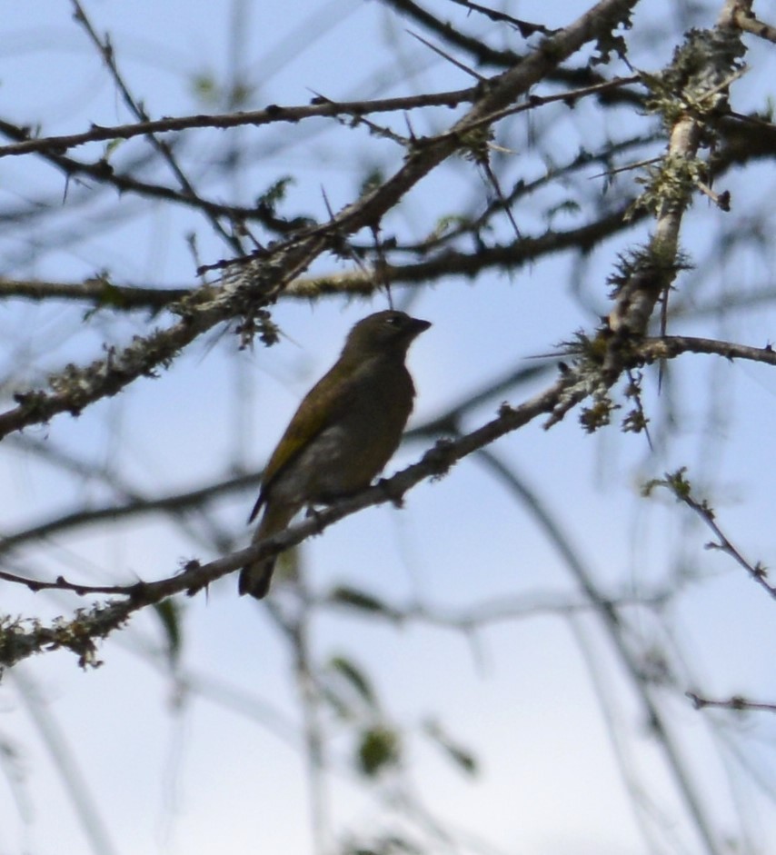 Lesser Honeyguide - ML643340541