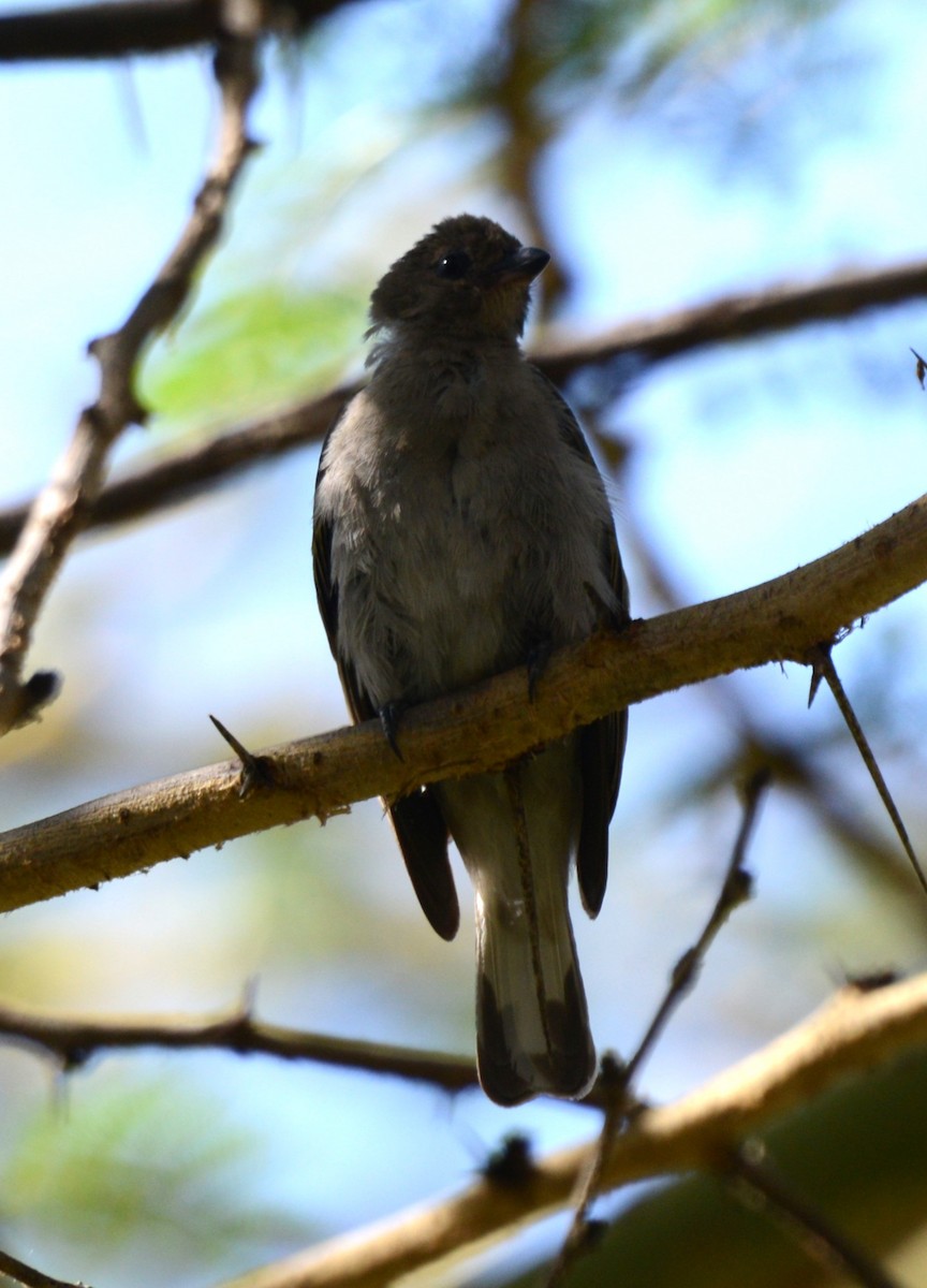 Lesser Honeyguide - ML643340542