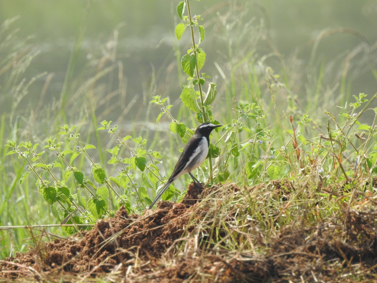 White-browed Wagtail - ML643340559