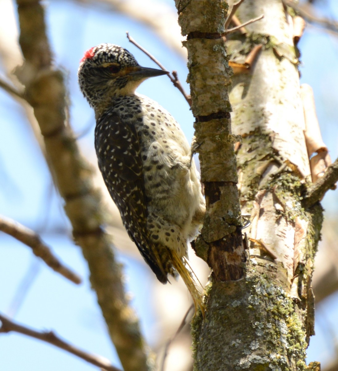 Nubian Woodpecker - ML643340564
