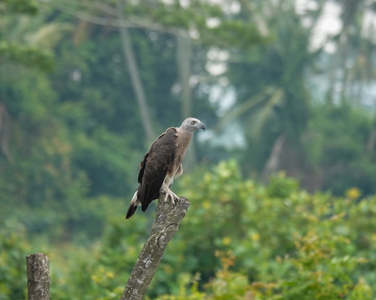 Pigarguillo Común - ML643340566