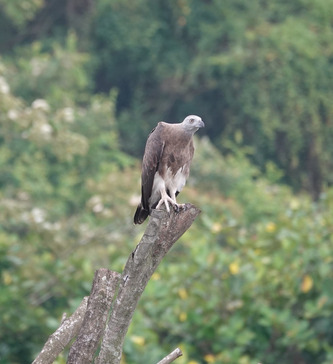 Pigarguillo Común - ML643340567