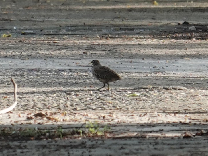 Barred Buttonquail - ML643340575