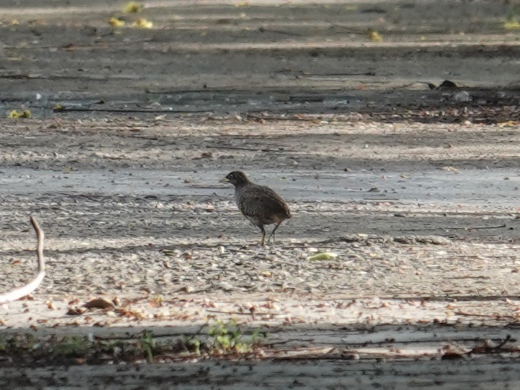 Barred Buttonquail - ML643340581