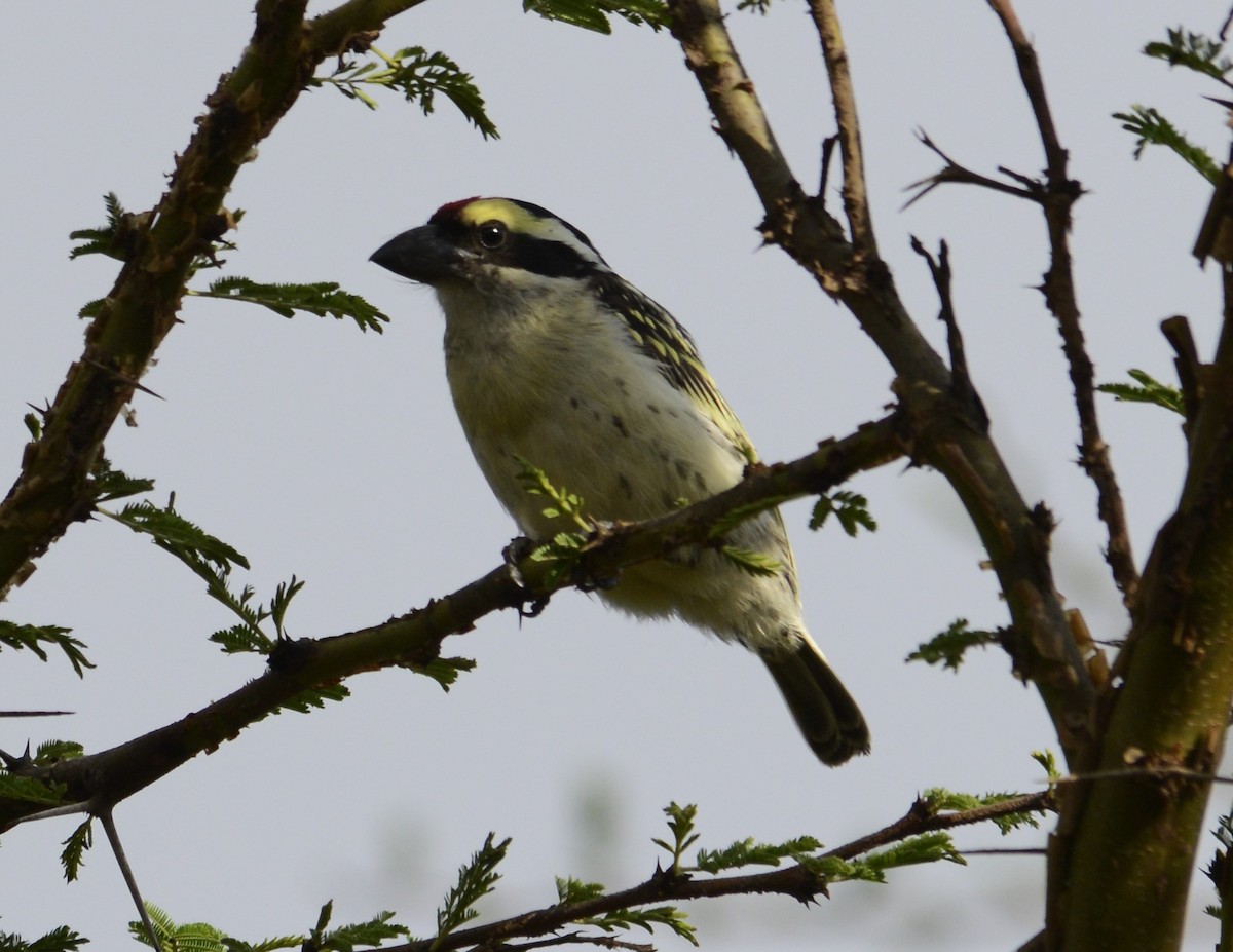 Barbudo Diademado - ML643340585