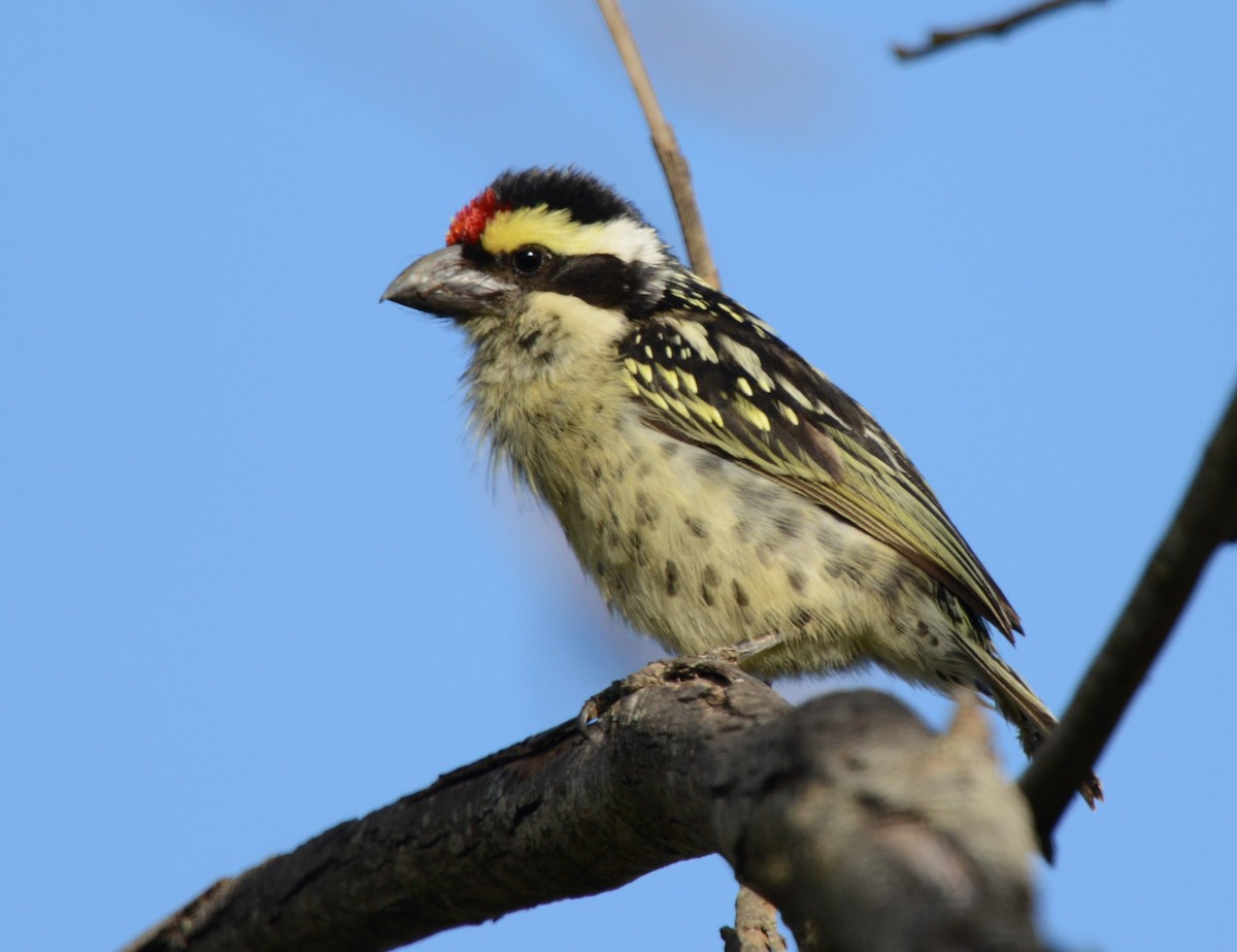 Barbudo Diademado - ML643340586
