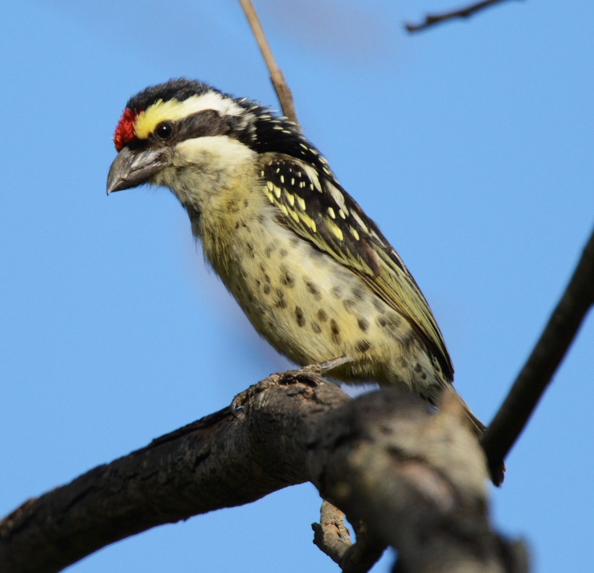 Barbudo Diademado - ML643340587