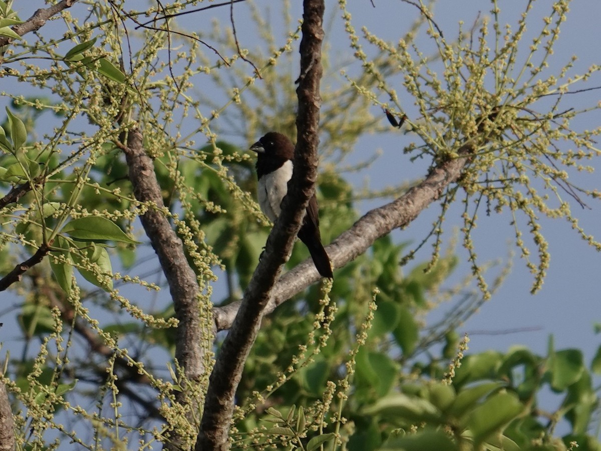 Javan Munia - ML643340588
