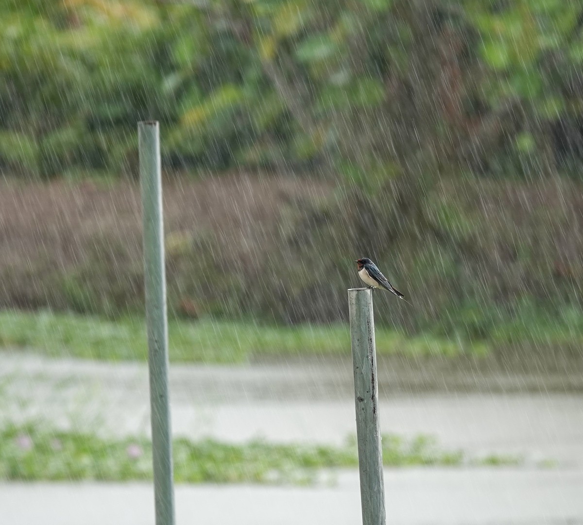 Golondrina Común - ML643340589