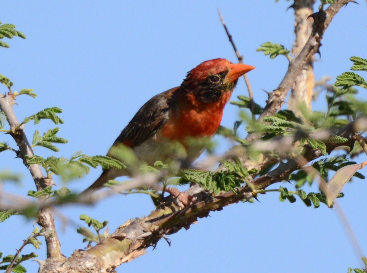 Red-headed Weaver - ML643340590