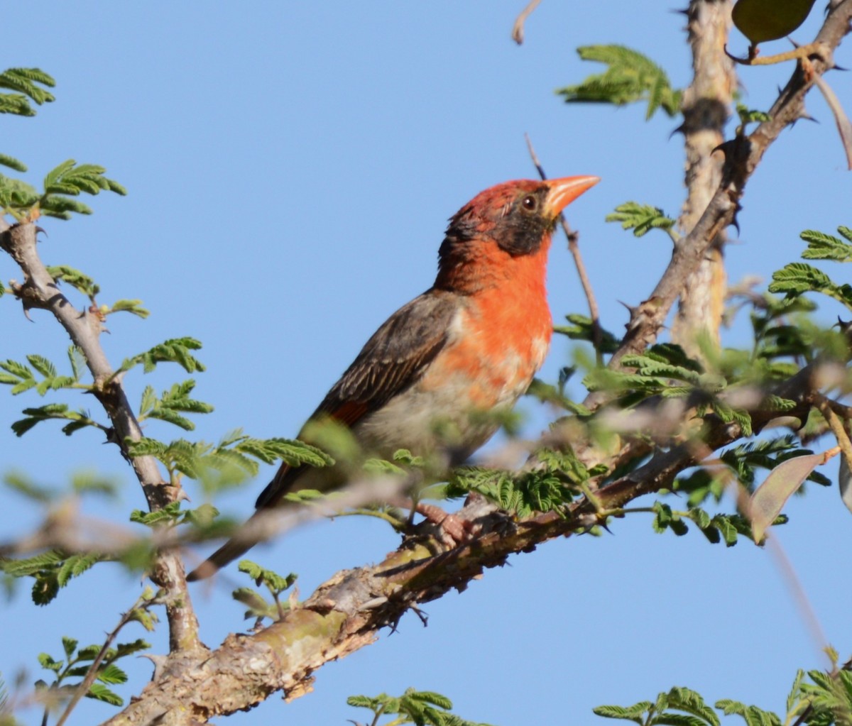 Red-headed Weaver - ML643340591