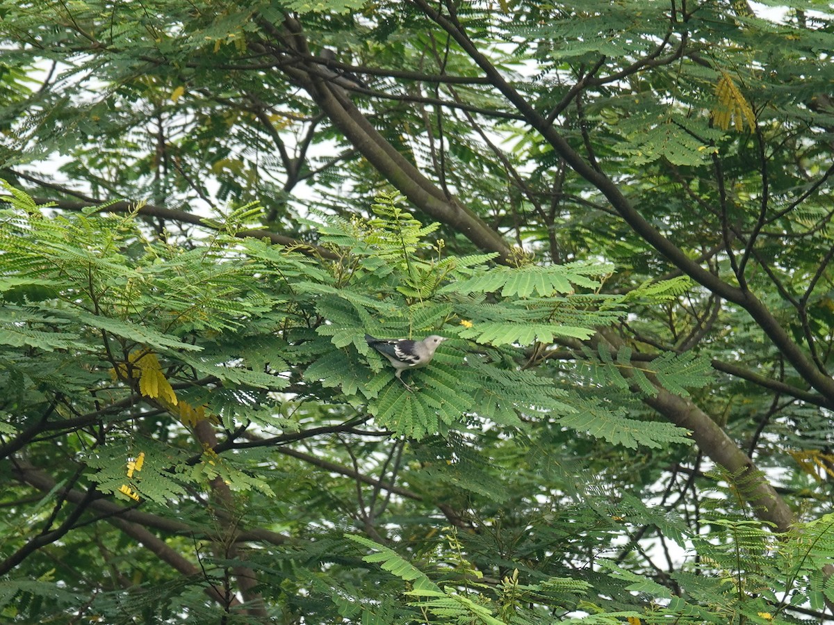 Estornino Dáurico - ML643340593