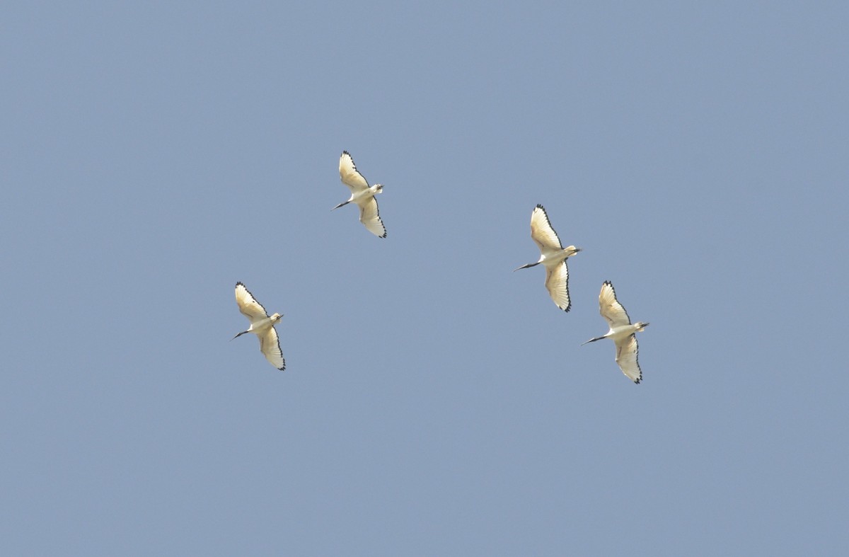 ibis posvátný - ML643340614