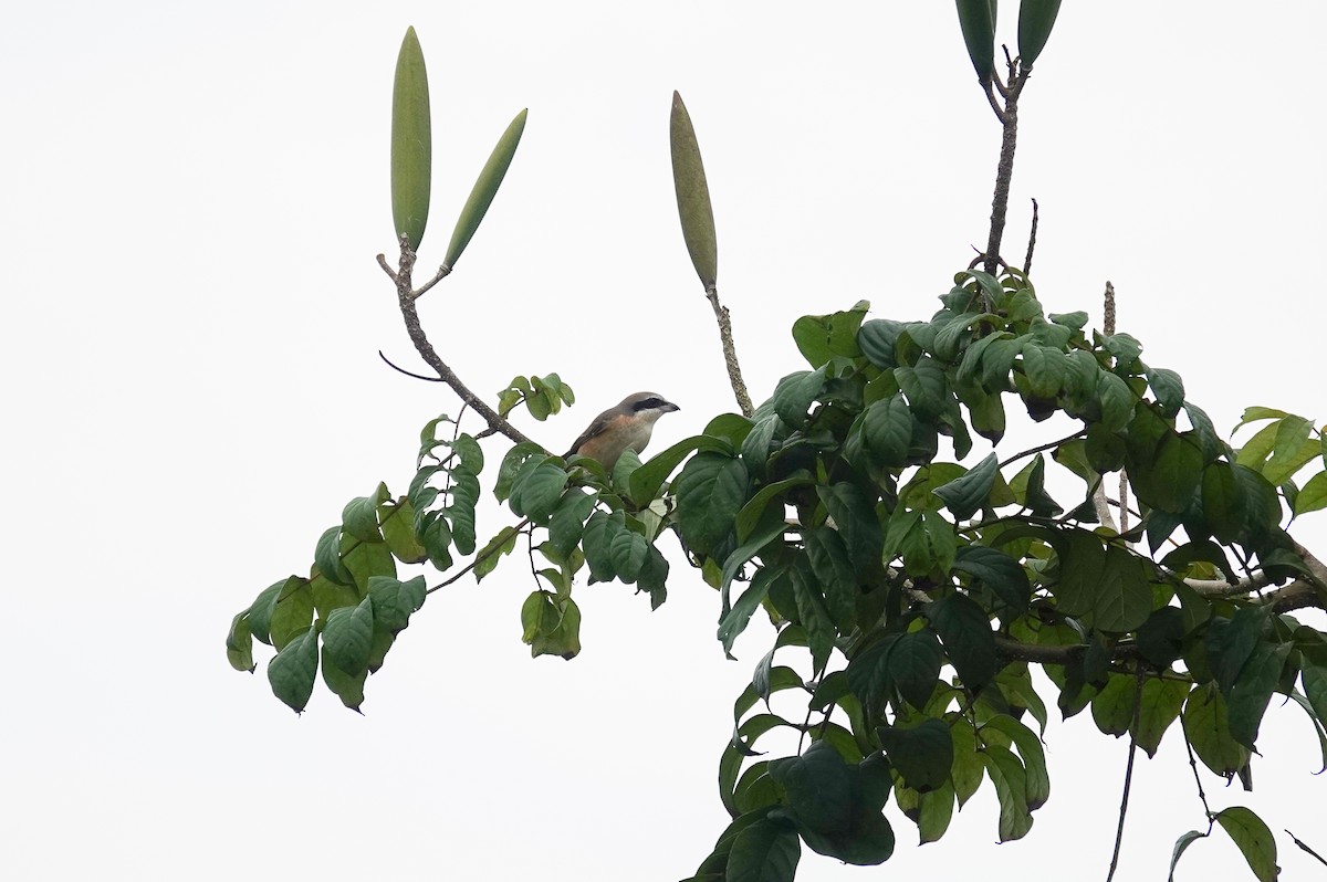 Long-tailed Shrike - ML643340615