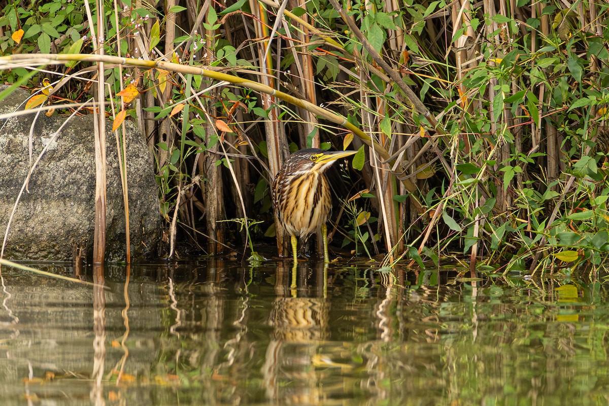 Schrenck's Bittern - ML643340628