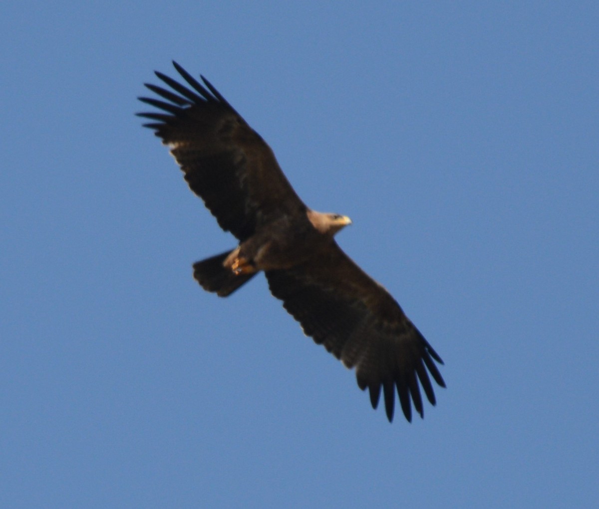 Tawny Eagle - ML643340630