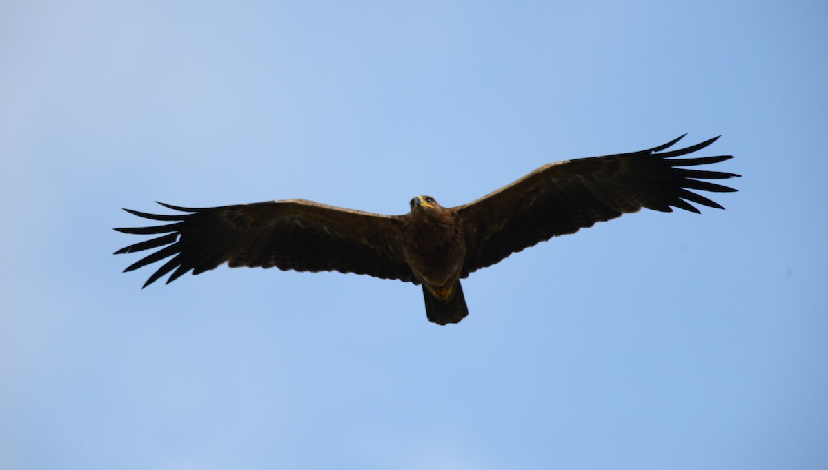 Tawny Eagle - ML643340631