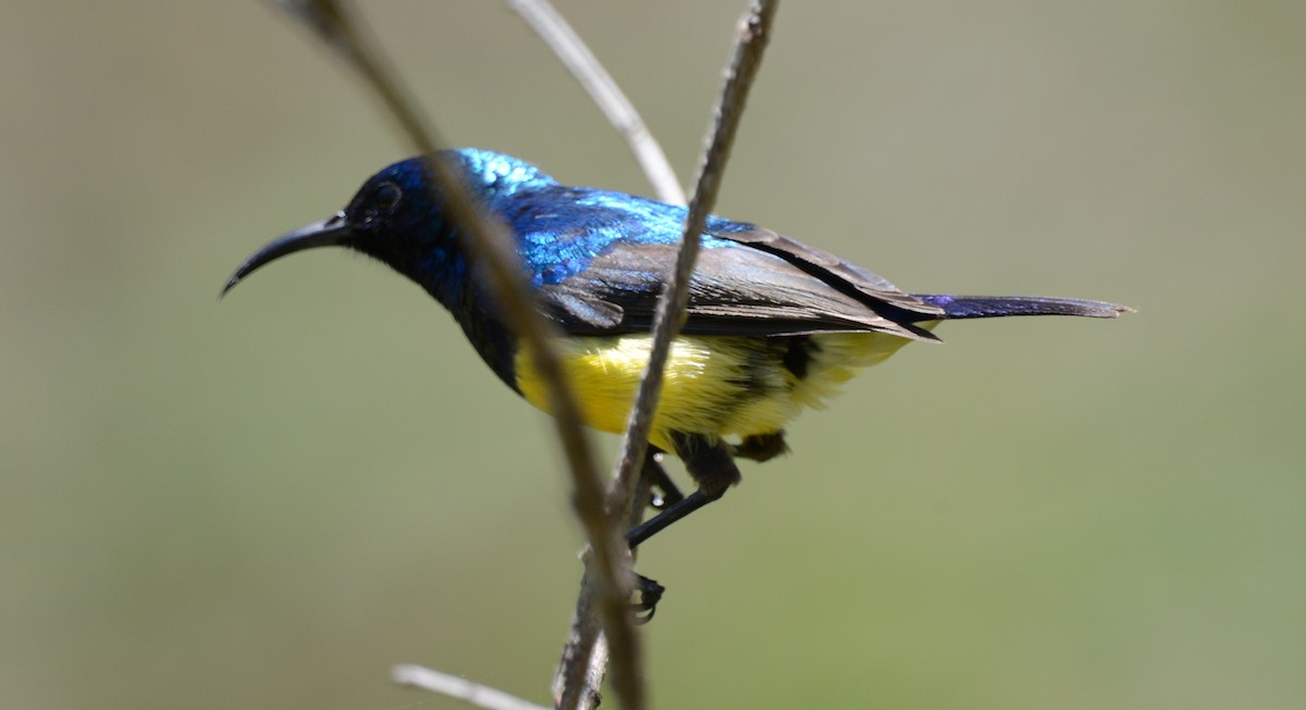 Variable Sunbird - ML643340633