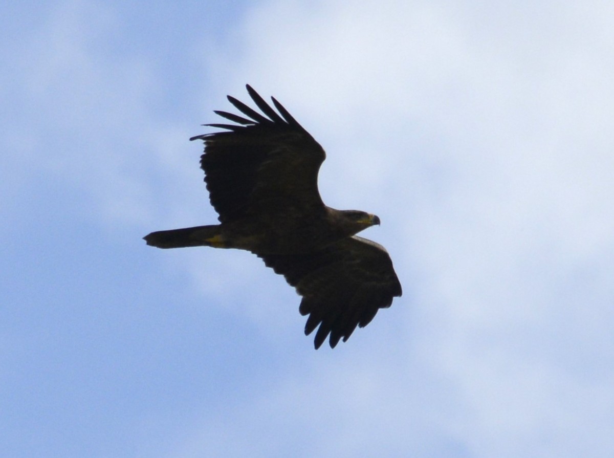 Wahlberg's Eagle - ML643340644
