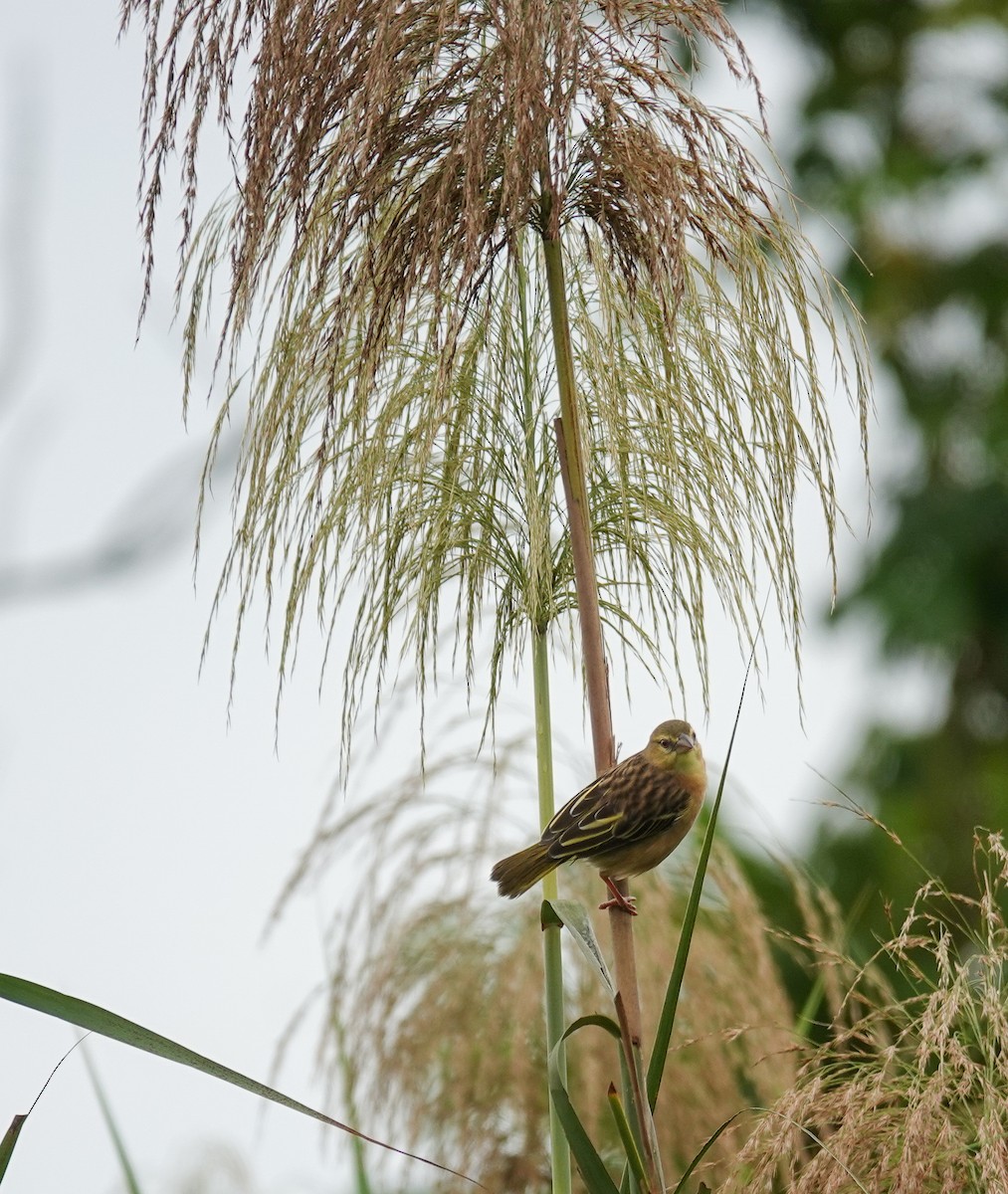 Golden-backed Weaver - ML643340653