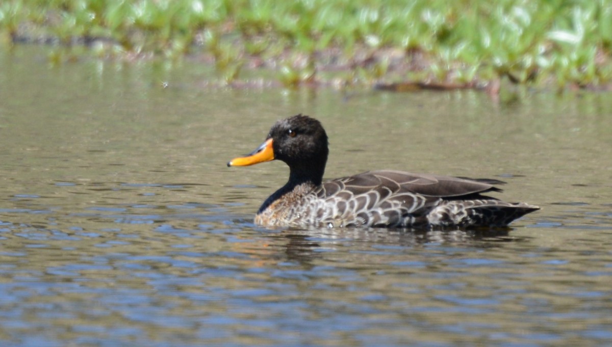 Yellow-billed Duck - ML643340654