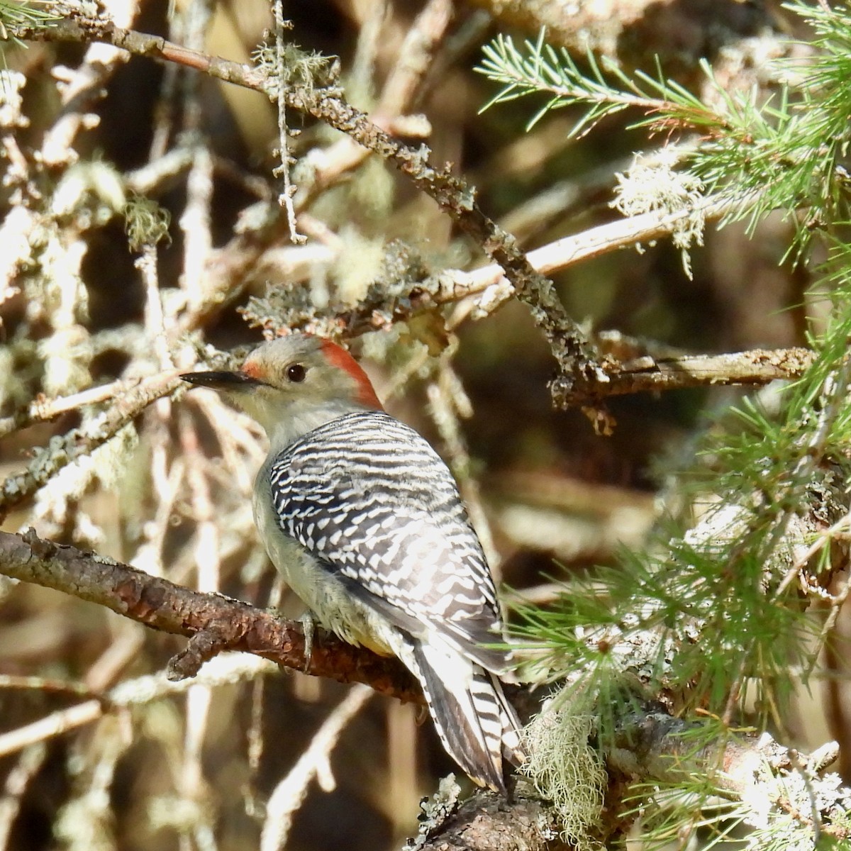 シマセゲラ - ML643340656