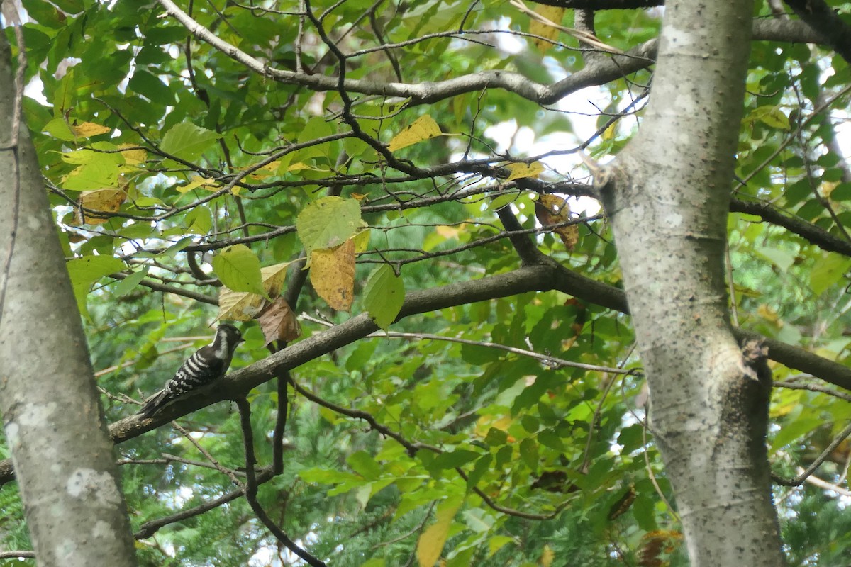 Japanese Pygmy Woodpecker - ML643340657