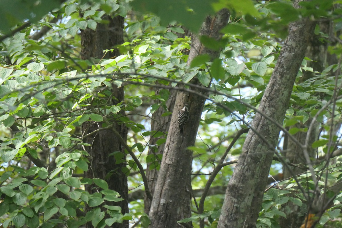 Japanese Pygmy Woodpecker - ML643340658