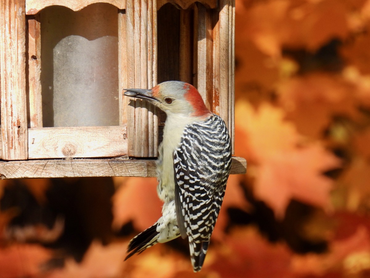 シマセゲラ - ML643340659