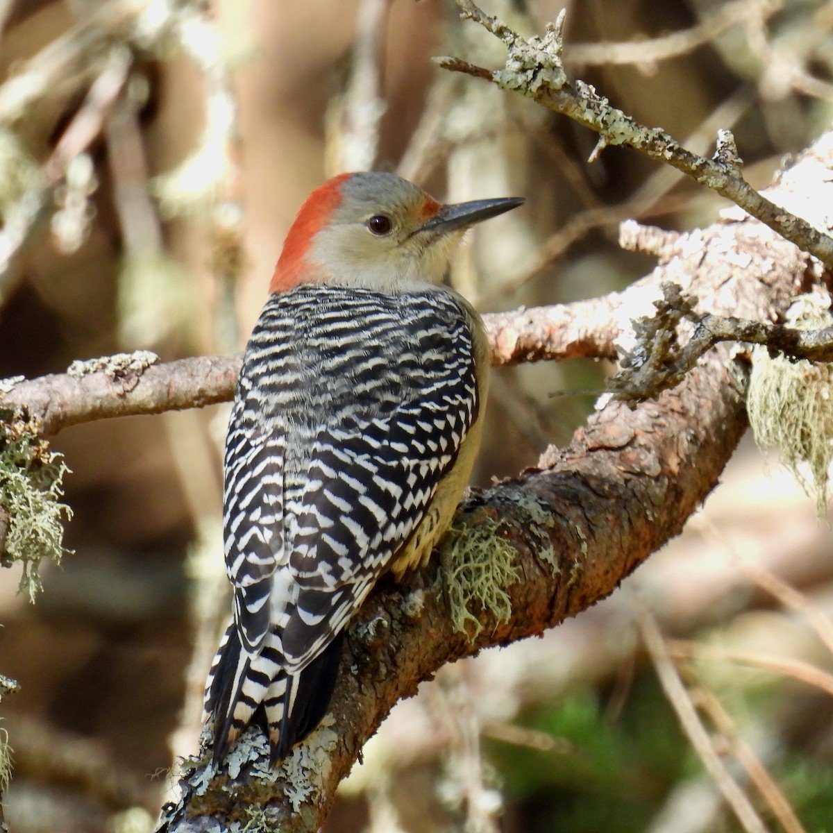 シマセゲラ - ML643340660