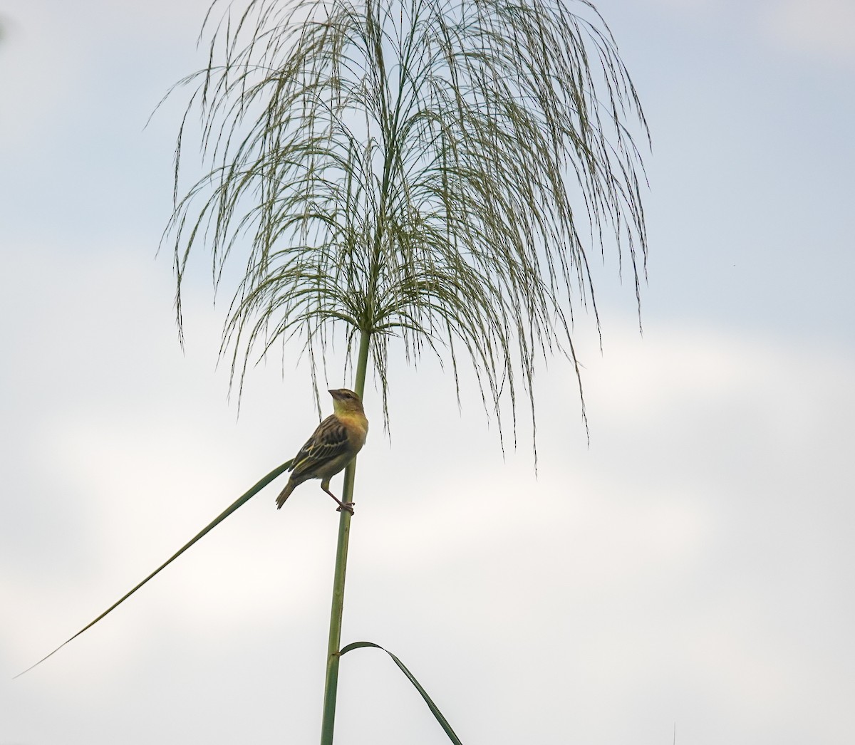 Golden-backed Weaver - ML643340662