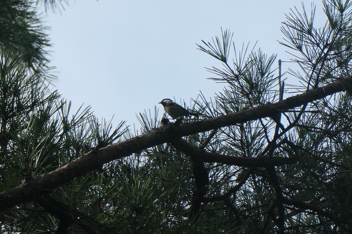 Coal Tit - ML643340665