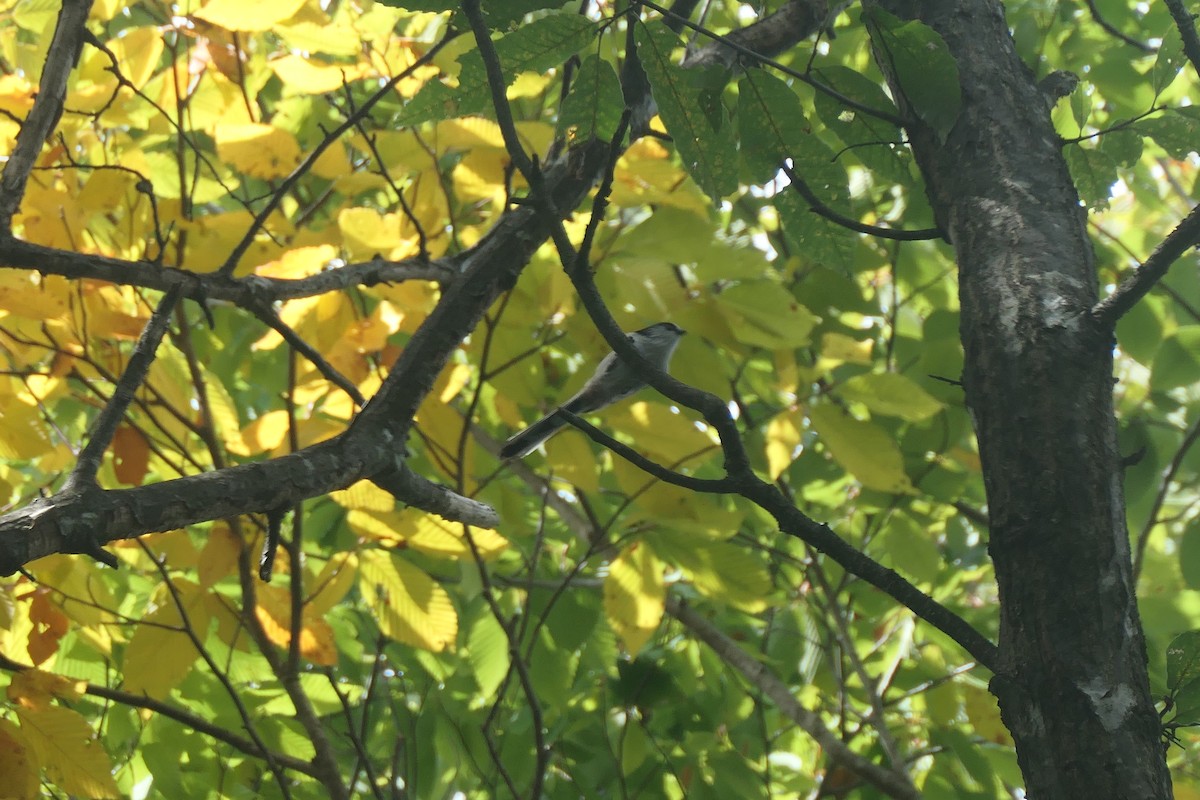 Long-tailed Tit - ML643340670