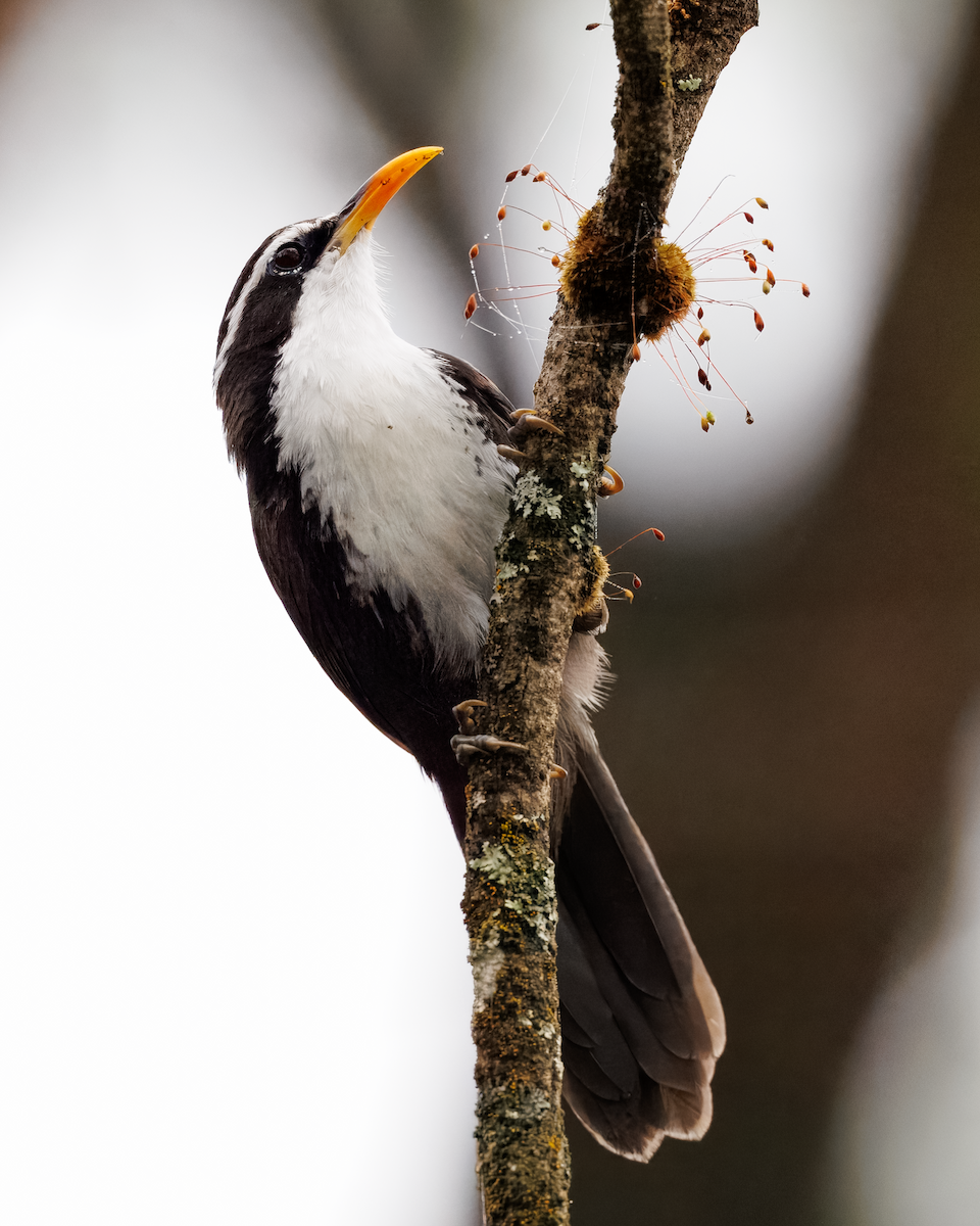 indiasigdtimal - ML643340705