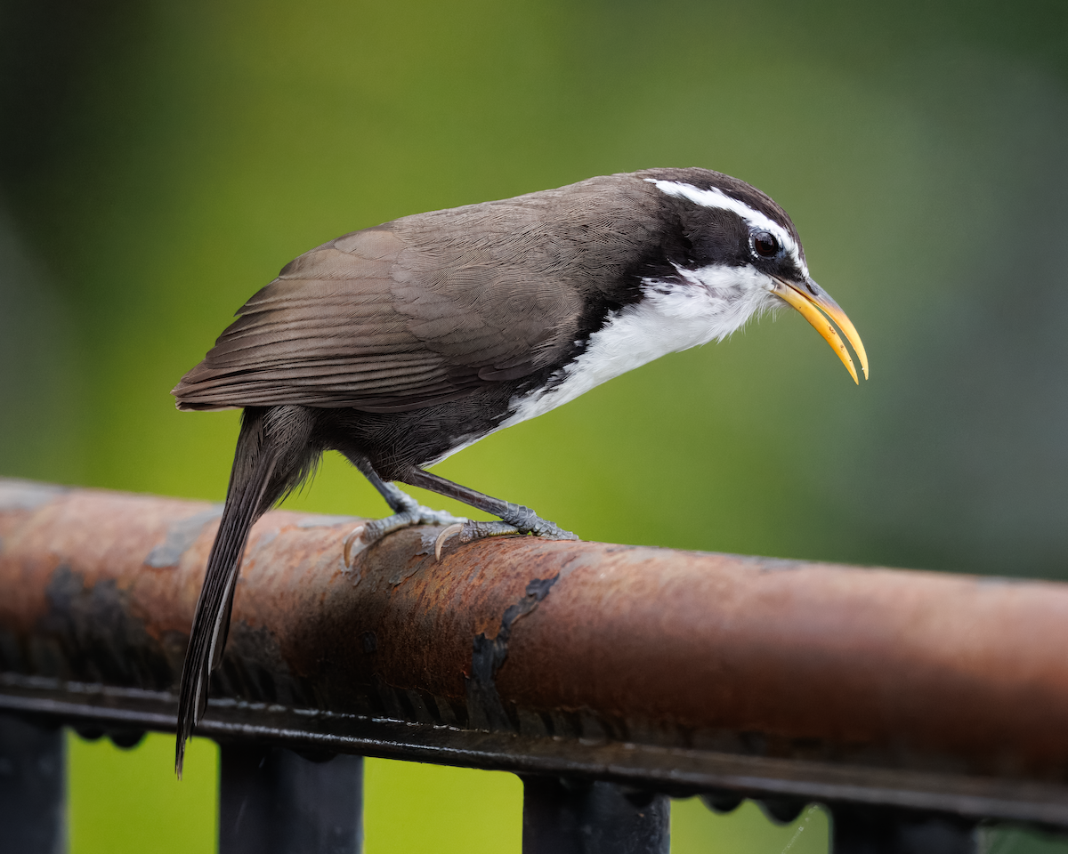 indiasigdtimal - ML643340706