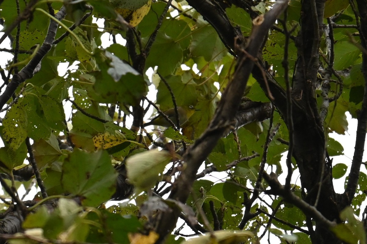Warbling White-eye - ML643340731